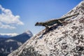 Blue bellied lizard Sceloporus occidentalis resting on a granite rock, Yosemite National Park, California Royalty Free Stock Photo