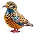 Close-up of a Blue-bellied Pitta, Pitta indica, in front of white background AI generated