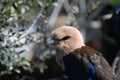 A close up of a Blue Bellied Roller