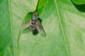 Blue-black fly Royalty Free Stock Photo