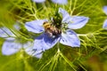 Close up of a blue blossom of the black cumin, Nigella sativa or Schwarzkuemmel Royalty Free Stock Photo