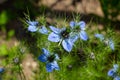 Close up of a blue blossom of the black cumin, Nigella sativa or SchwarzkÃÂ¼mmel Royalty Free Stock Photo