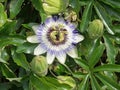 Close-up of the blue blossom of a passion flower, Passiflora Royalty Free Stock Photo