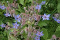 Close-up of a blue borage flower Royalty Free Stock Photo