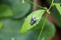 Close up of a blue bottle fly, Calliphora vomitoria, on a bright green leaf.  The fly has a distinctive blue metallic body with Royalty Free Stock Photo