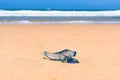 Close up of blue bottle jelly fish with ocean background Royalty Free Stock Photo