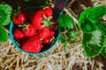 Close up of blue bucket full of fresh pick juicystrawberries. Strawberry field on sunny day