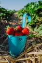 Close up of blue bucket full of fresh pick juicystrawberries. Strawberry field on sunny day Royalty Free Stock Photo