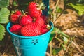 Close up of blue bucket full of fresh pick juicystrawberries. Strawberry field on sunny day Royalty Free Stock Photo