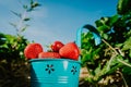 Close up of blue bucket full of fresh pick strawberries. Strawberry field on sunny day with clear blue sky in background Royalty Free Stock Photo