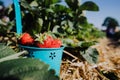 Close up of blue bucket full of fresh pick strawberries. Strawberry field on sunny day with clear blue sky in background Royalty Free Stock Photo