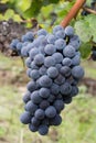 Close up of the blue bunches of ripe grapes Royalty Free Stock Photo