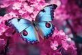 Close up of blue butterfly in front of violet flowers