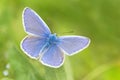 Blue butterfly sitting on blade of grass Royalty Free Stock Photo
