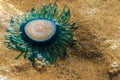 Close up Blue Button Jellyfish (porpita porpita) on the beach when the sea water receded.