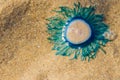 Close up Blue Button Jellyfish (porpita porpita) on the beach when the sea water receded.