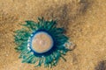 Close up Blue Button Jellyfish (porpita porpita) on the beach when the sea water receded. Royalty Free Stock Photo