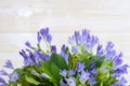 close-up blue campanula bouquet