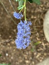 Close-up of blue Ceanothus integerrimus flowers Royalty Free Stock Photo