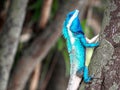 Close up blue chameleon hang on the tree