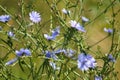 Closeup of blue chicory flowers with selective focus on foreground Royalty Free Stock Photo