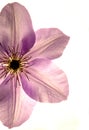 Close-up of blue clematis