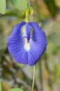 Blue Clitoria Ternatea Flower In Nature Garden