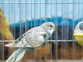Close-up blue colored lovebirds standing in cage Royalty Free Stock Photo
