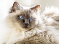 Close up of a blue colorpoint Ragdoll cat