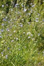 Closeup of blue common chicory flowers with selective focus on foreground Royalty Free Stock Photo
