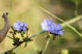 Closeup of blue common chicory flowers with selective focus on foreground Royalty Free Stock Photo