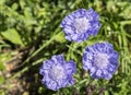 Close up Blue Corn Flowers, Centaurea cyanus Royalty Free Stock Photo