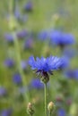 close-up of a blue cornflower in bloom in a field of blue flowers