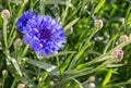 Close up of blue cornflower flower Royalty Free Stock Photo