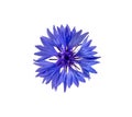 Close up of blue cornflower flower isolated Royalty Free Stock Photo