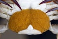 Close up of Blue crab, Blue swimmer crab Portunus pelagicus wi Royalty Free Stock Photo