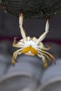 Close up of Blue crab, Blue swimmer crab Portunus pelagicus wi Royalty Free Stock Photo