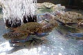 close up Blue crab, Blue swimmer crab, horse crab, Sand crab at a fish tank in Thailand