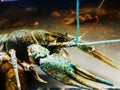 Close up. blue crayfish in the river aquarium.