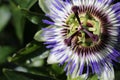 Close up of a blue crown passionflower Royalty Free Stock Photo