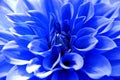 Close up of Blue dahlia flower Royalty Free Stock Photo