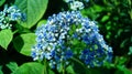 Close-up of blue Dichroa febrifuga, Hydrangeaceae, in the garden. Royalty Free Stock Photo