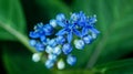 Close-up of blue Dichroa febrifuga, Hydrangeaceae, in the garden. Royalty Free Stock Photo