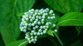 Close-up of blue Dichroa febrifuga, Hydrangeaceae, in the garden. Royalty Free Stock Photo