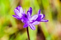 Close up of Blue dicks wildflowers Dichelostemma capitatum, Santa Clara county, south San Francisco bay area, California Royalty Free Stock Photo