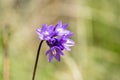 Close up of Blue dicks wildflowers Dichelostemma capitatum, Santa Clara county, south San Francisco bay area, California Royalty Free Stock Photo