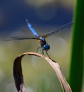 Blue Dragon Fly Close up 2 Royalty Free Stock Photo