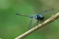 Close up of Blue dragonfly Royalty Free Stock Photo