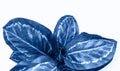 Close up of blue dumb cane plant over white background