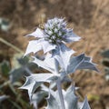 Blue dune thistle flower Royalty Free Stock Photo